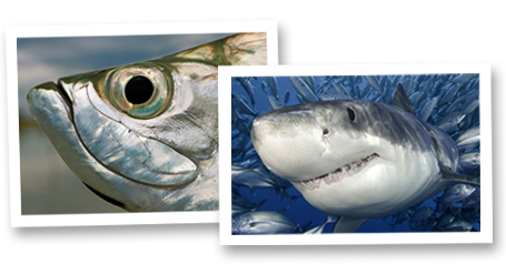 shark tarpon