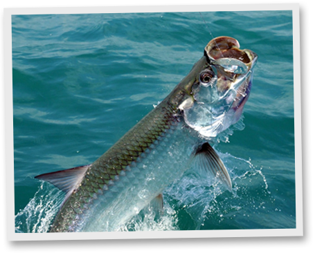 tarpon fishing