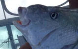 Islamorada Sportfishing